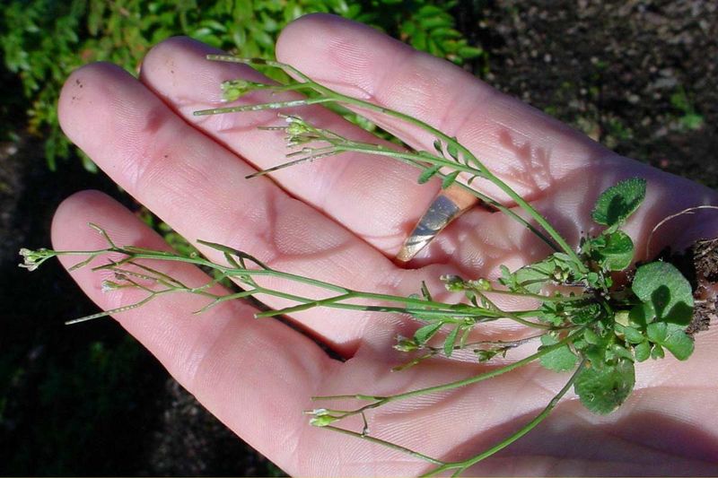 Its Cool Season Growth Leads To Spring Seed Production Its Cool Season Growth Leads To Spring Seed Production