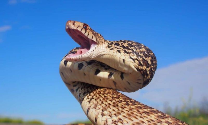Its Defensive Display Can Resemble a Rattlesnake Its Defensive Display Can Resemble a Rattlesnake