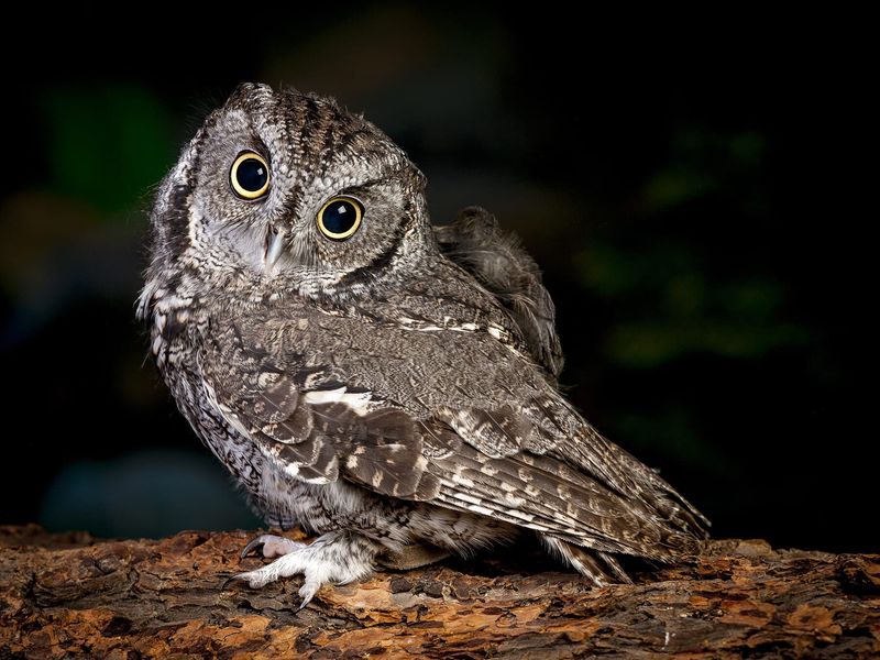 Its Dense Branches Hide Roosting Owls By Day Its Dense Branches Hide Roosting Owls By Day