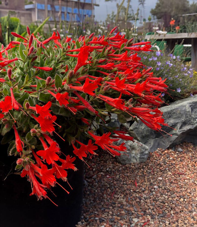 Its Dense Growth Covers Bare Soil And Weak Spots