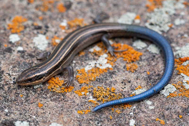 It's Eating The Insects You Don't Want Around