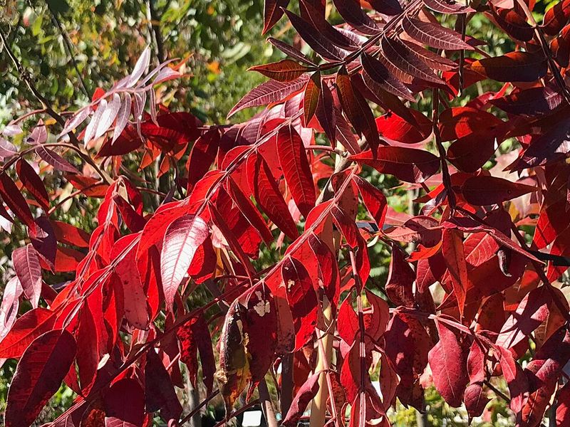 Its Fast Growth Can Turn One Plant Into A Natural Thicket