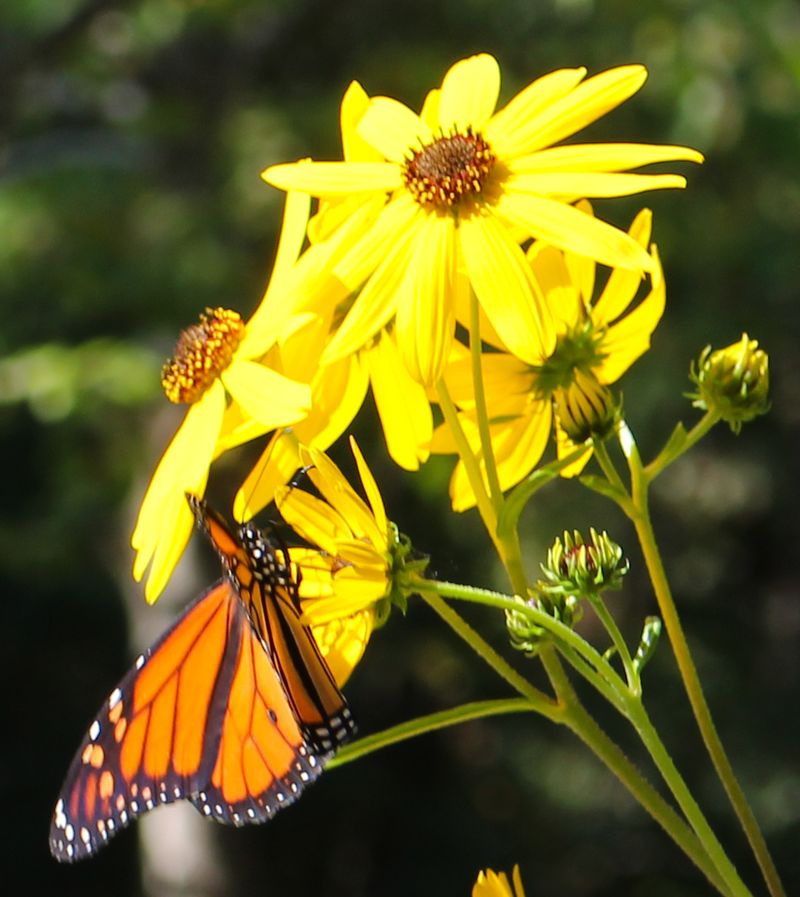 Its Flowers Give Butterflies Another Food Stop In Fall