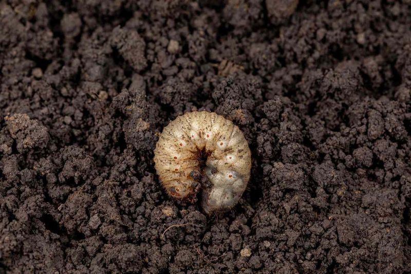 It's Hunting For Grubs And Insect Larvae It's Hunting For Grubs And Insect Larvae