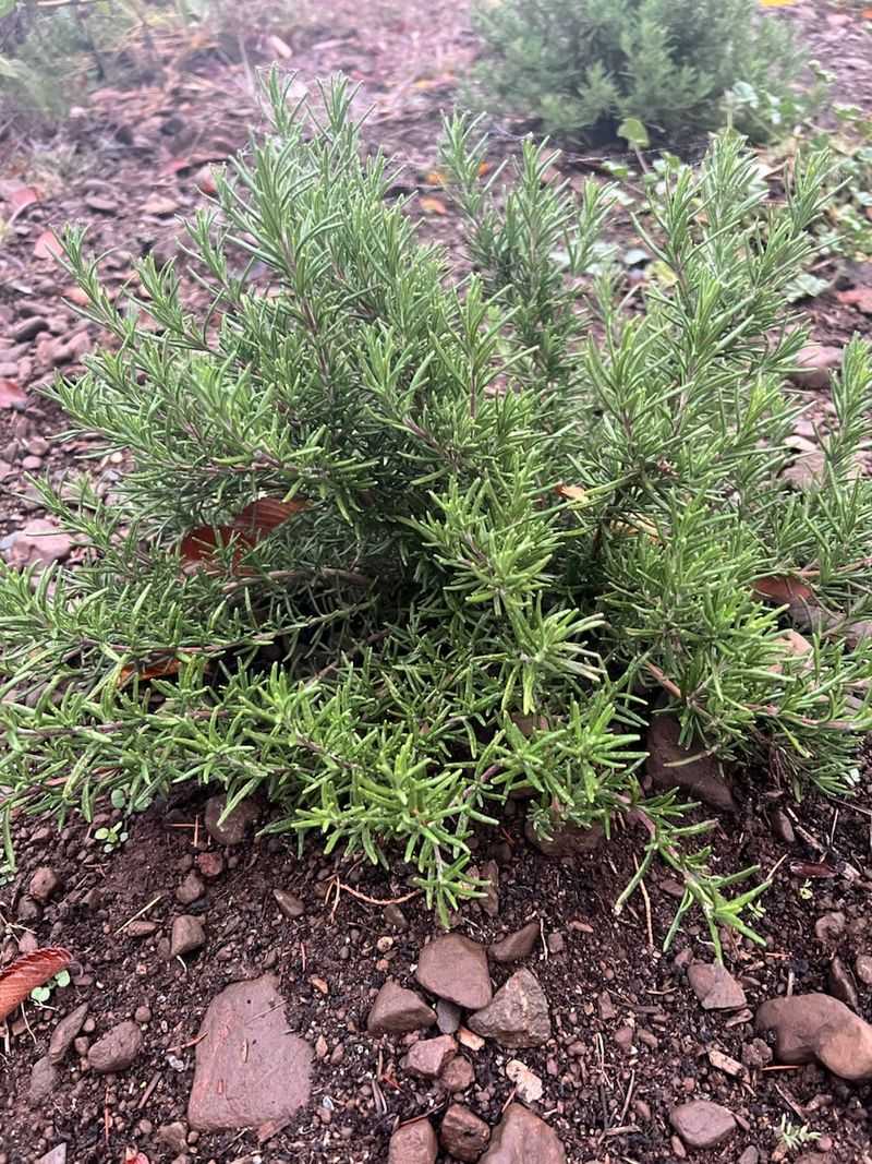 Its Mediterranean Origin Explains Its Drought Tolerance Its Mediterranean Origin Explains Its Drought Tolerance