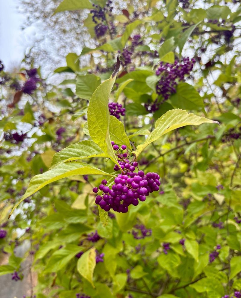 Its Purple Berries Create Fall Interest Its Purple Berries Create Fall Interest