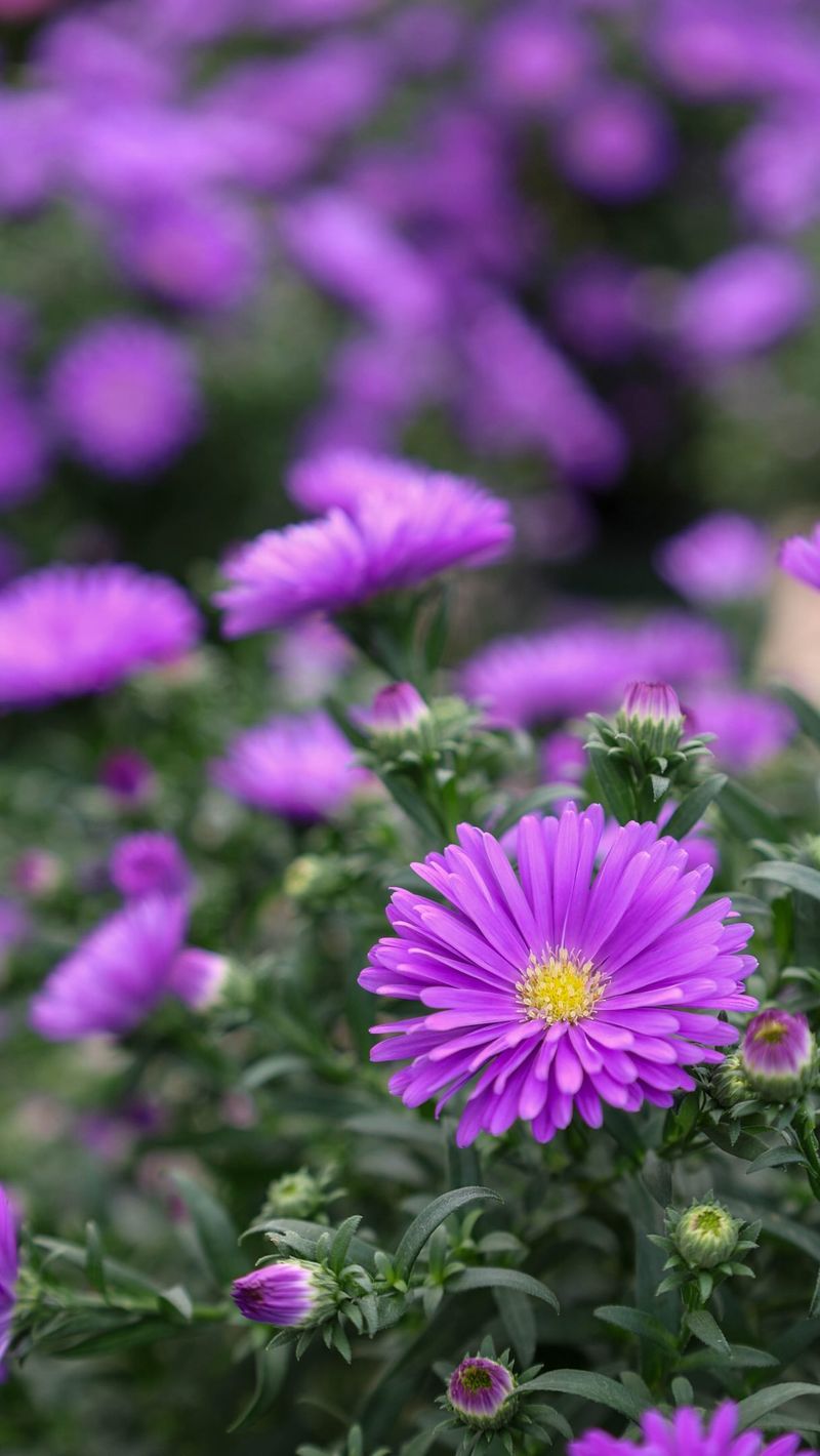 Its Purple Flowers Arrive When Summer Blooms Fade