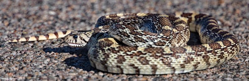 Its Rattlesnake-Like Display Makes Guessing Risky