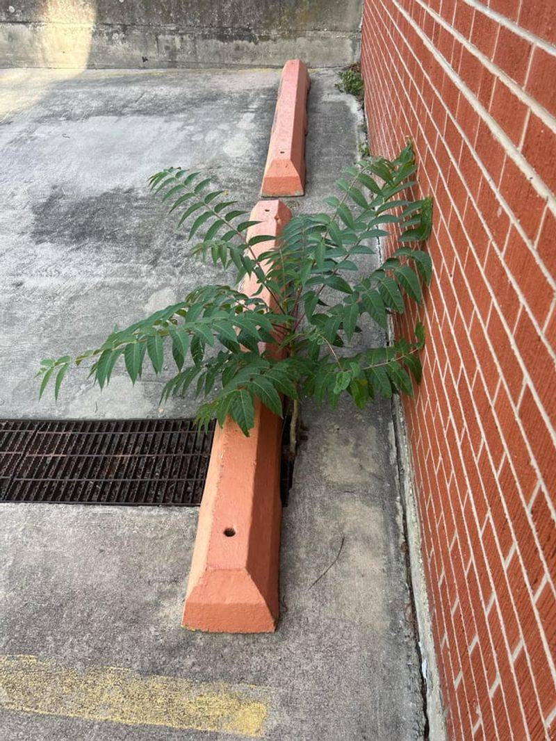 Its Roots Can Create Problems Nearby Its Roots Can Create Problems Nearby