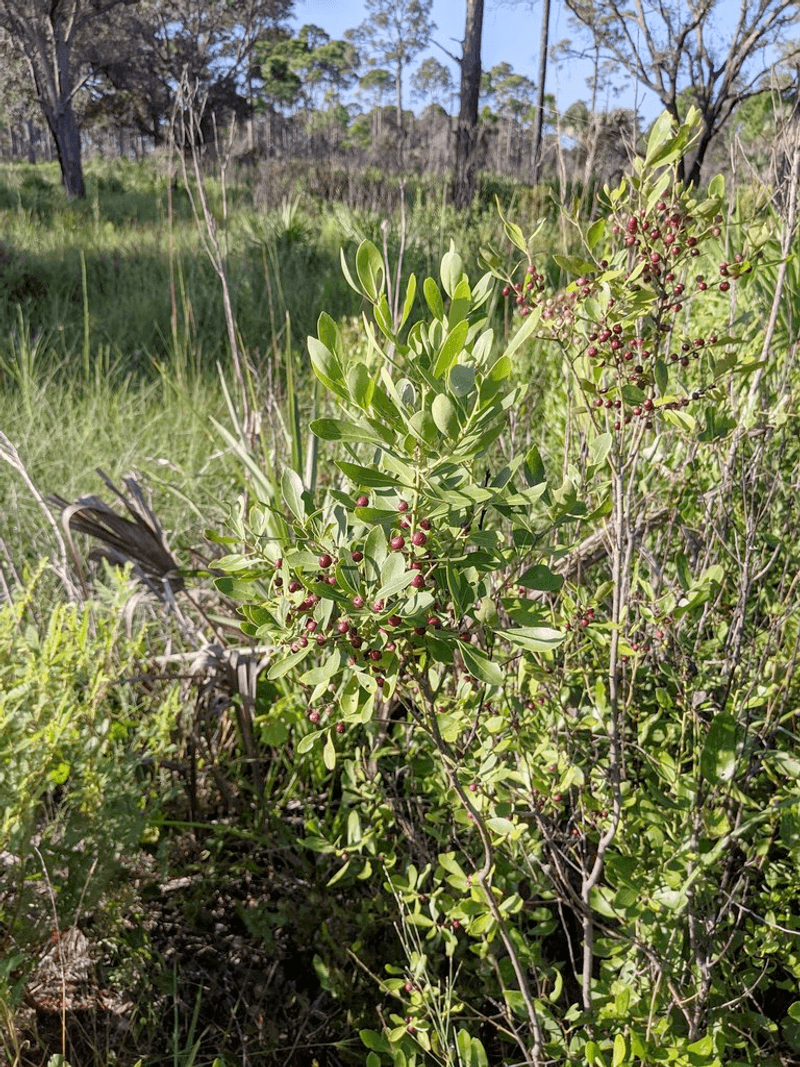 Its Small, Glossy Leaves Mimic Boxwood Its Small, Glossy Leaves Mimic Boxwood