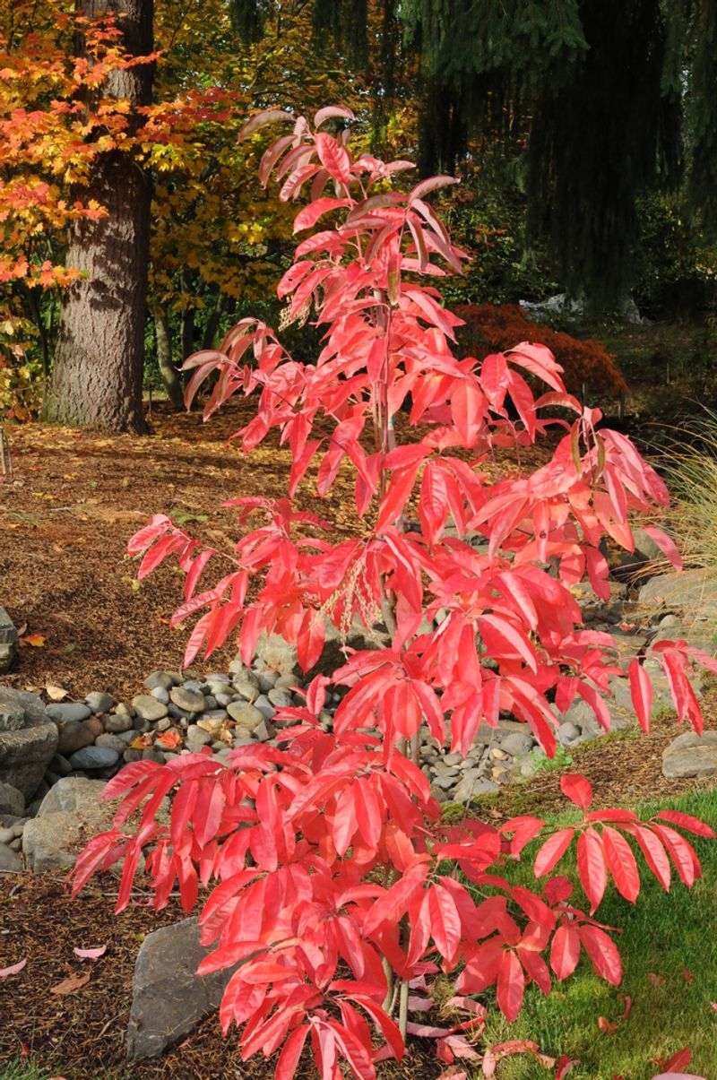 Its Smaller Size Works Well In Many Home Landscapes Its Smaller Size Works Well In Many Home Landscapes