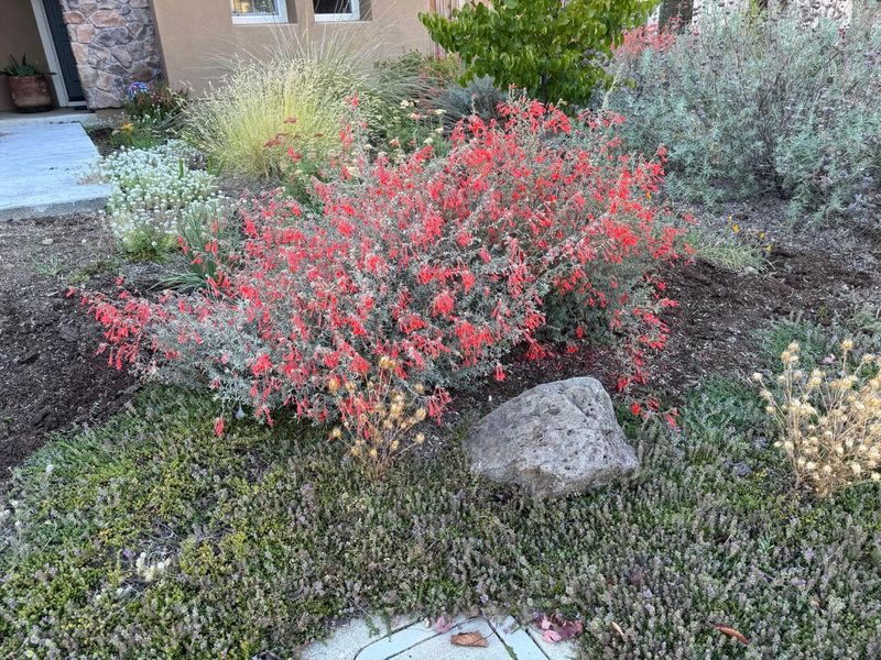 Its Spreading Growth Helps Fill Open Garden Spaces