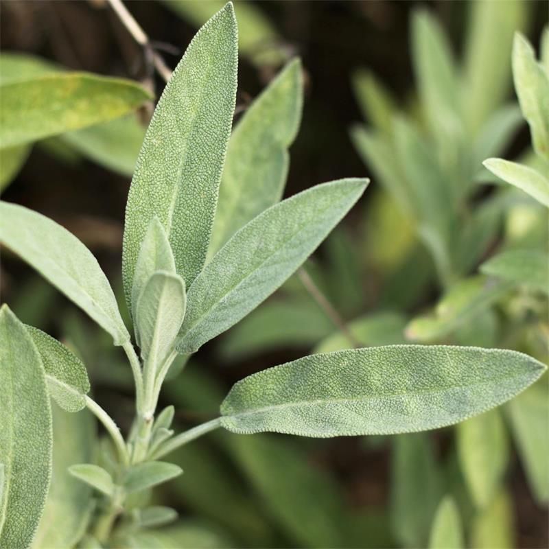 Its Strong Aroma Can Discourage Some Insects