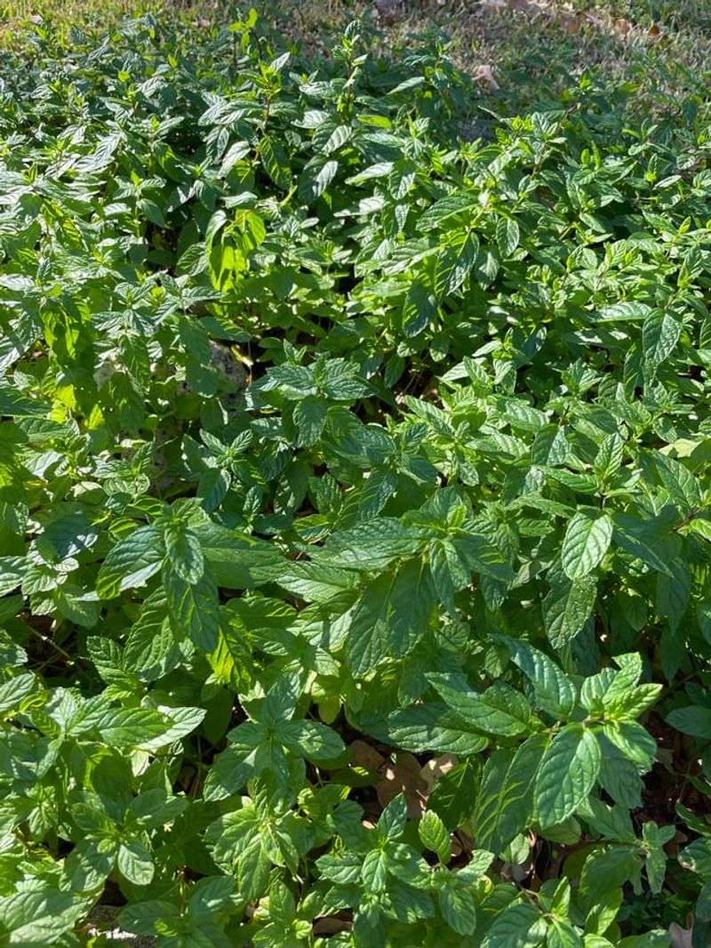 Its Strong Scent Comes From Menthol-Rich Oils