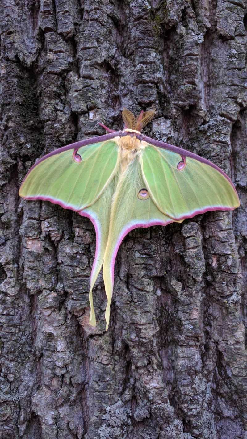 Its Wildlife Value Extends Beyond Luna Moths