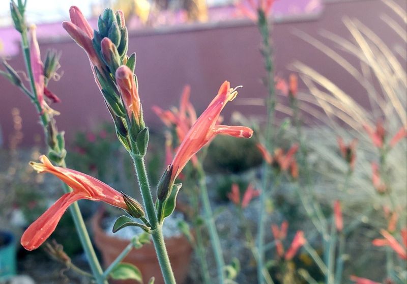 Its bloom can complement desert willow, but not on a fixed schedule Its bloom can complement desert willow, but not on a fixed schedule