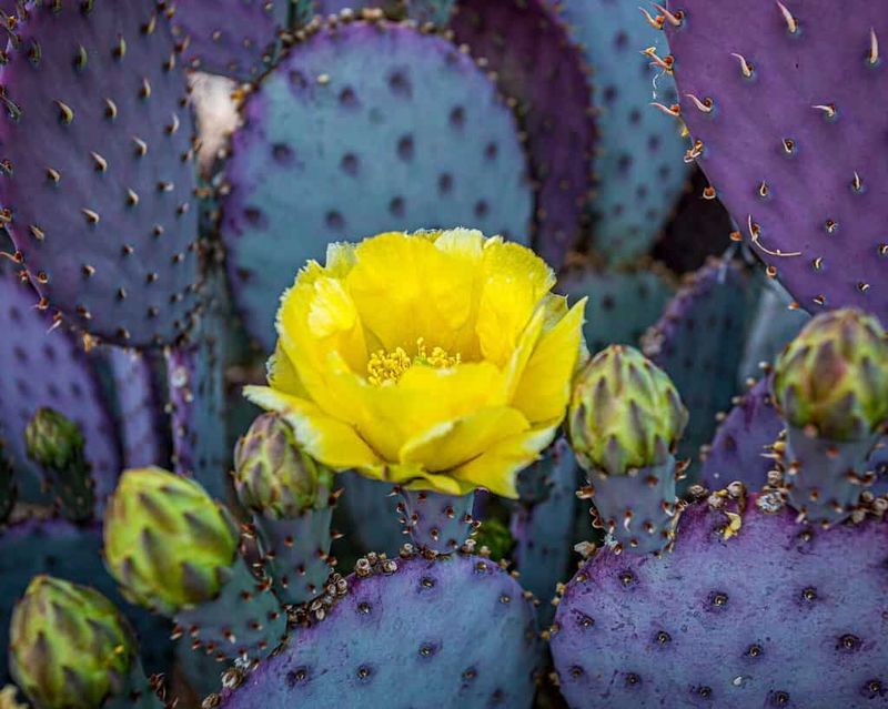 Its color show comes from pads as well as flowers
