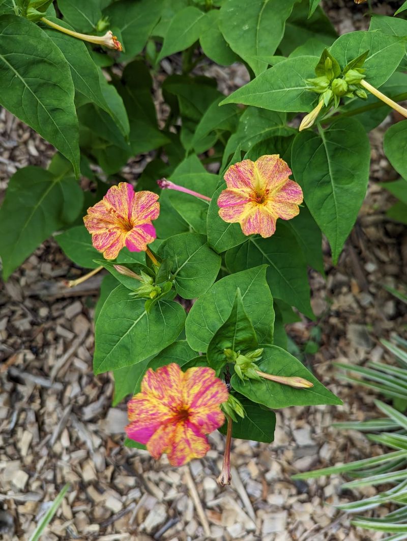 Its flowers follow a dusk-to-night schedule