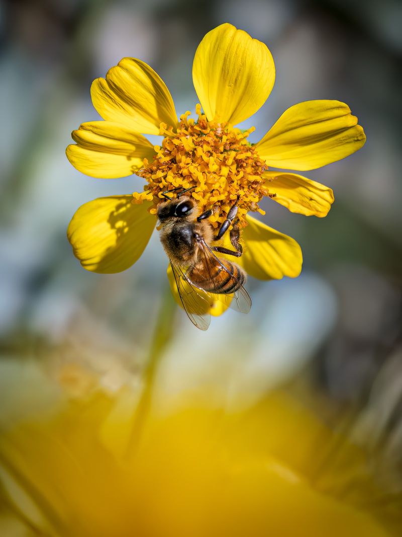 Its flowers offer a seasonal stop for desert insects
