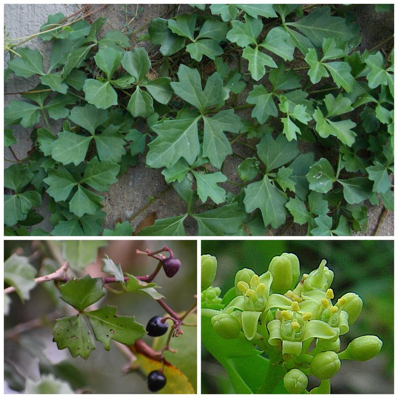 Its foliage may cause a rash in some people