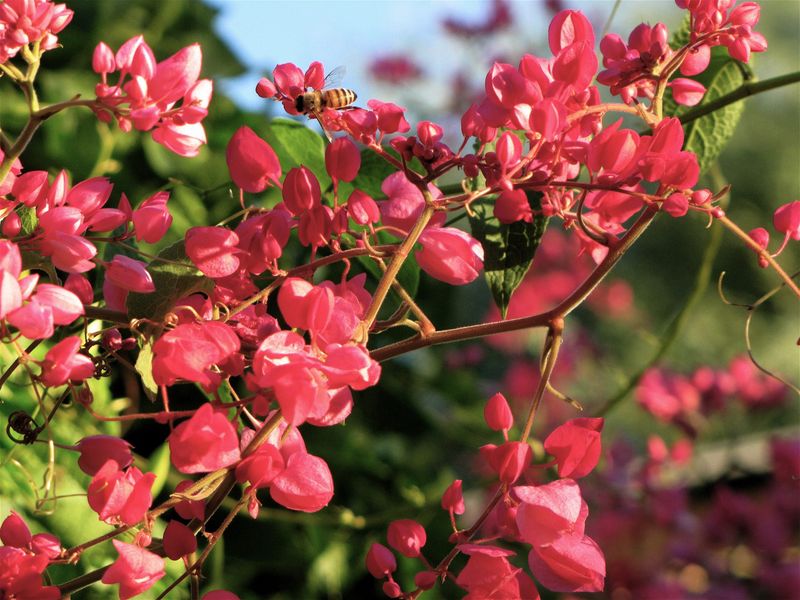 Its late-season flowers suit low-desert heat Its late-season flowers suit low-desert heat