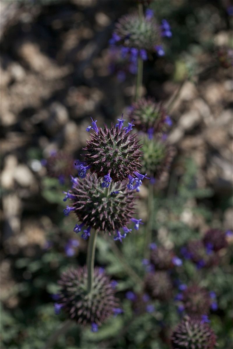 Its seasonal flowers support bees and butterflies Its seasonal flowers support bees and butterflies