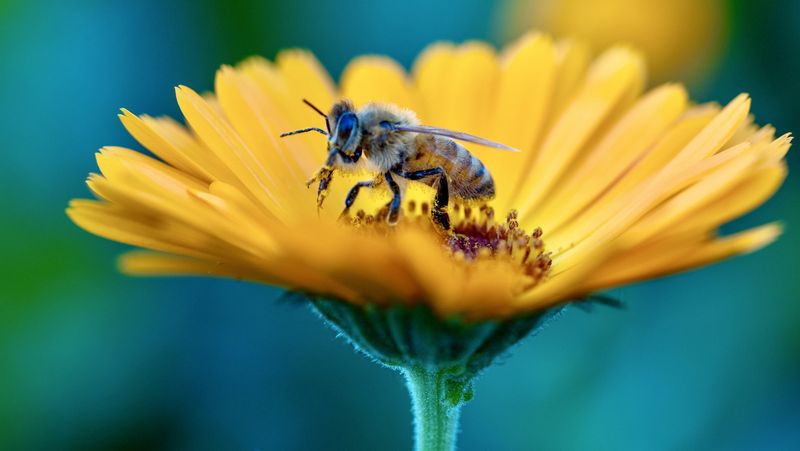 Its strongest garden role is seasonal habitat Its strongest garden role is seasonal habitat