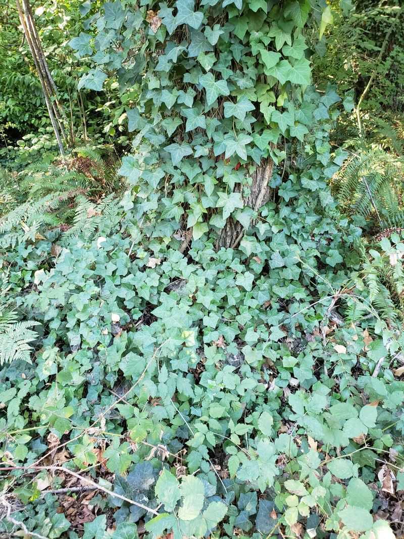 Ivy can crowd habitat and complicate trees and structures