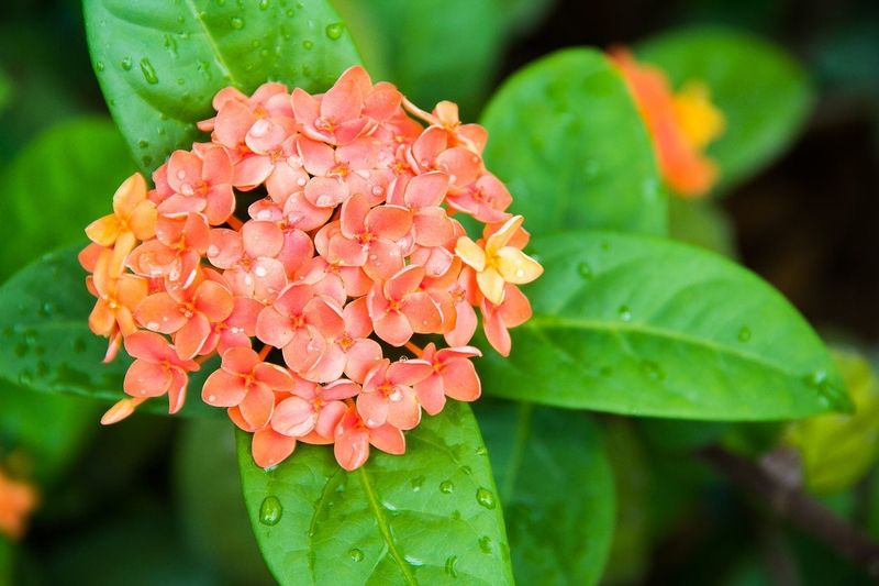 Ixora Blooms On Fresh New Growth