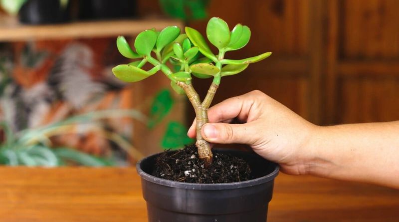 Jade Plant