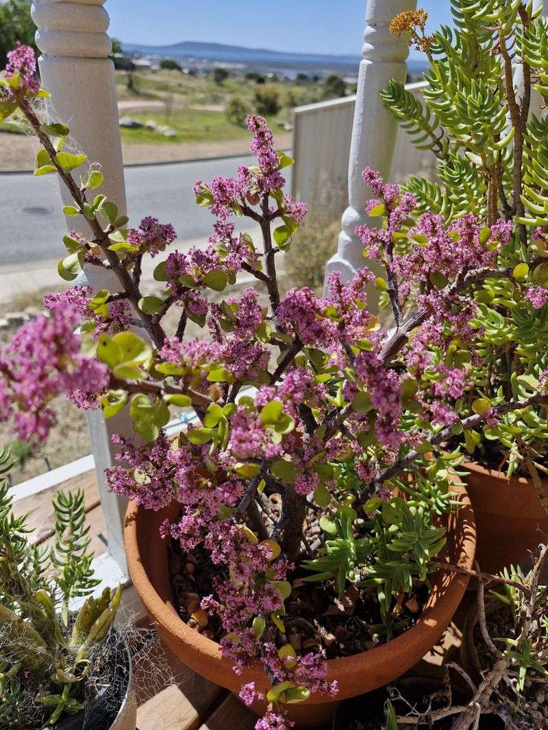 Jade Plant