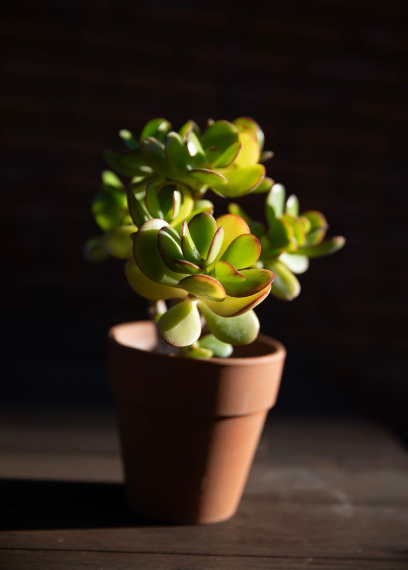 Jade Plant Jade Plant