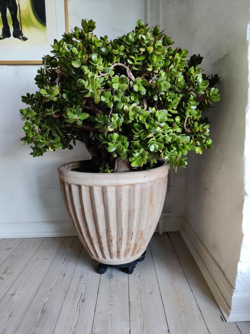 Jade Plant Branches Without Guidance