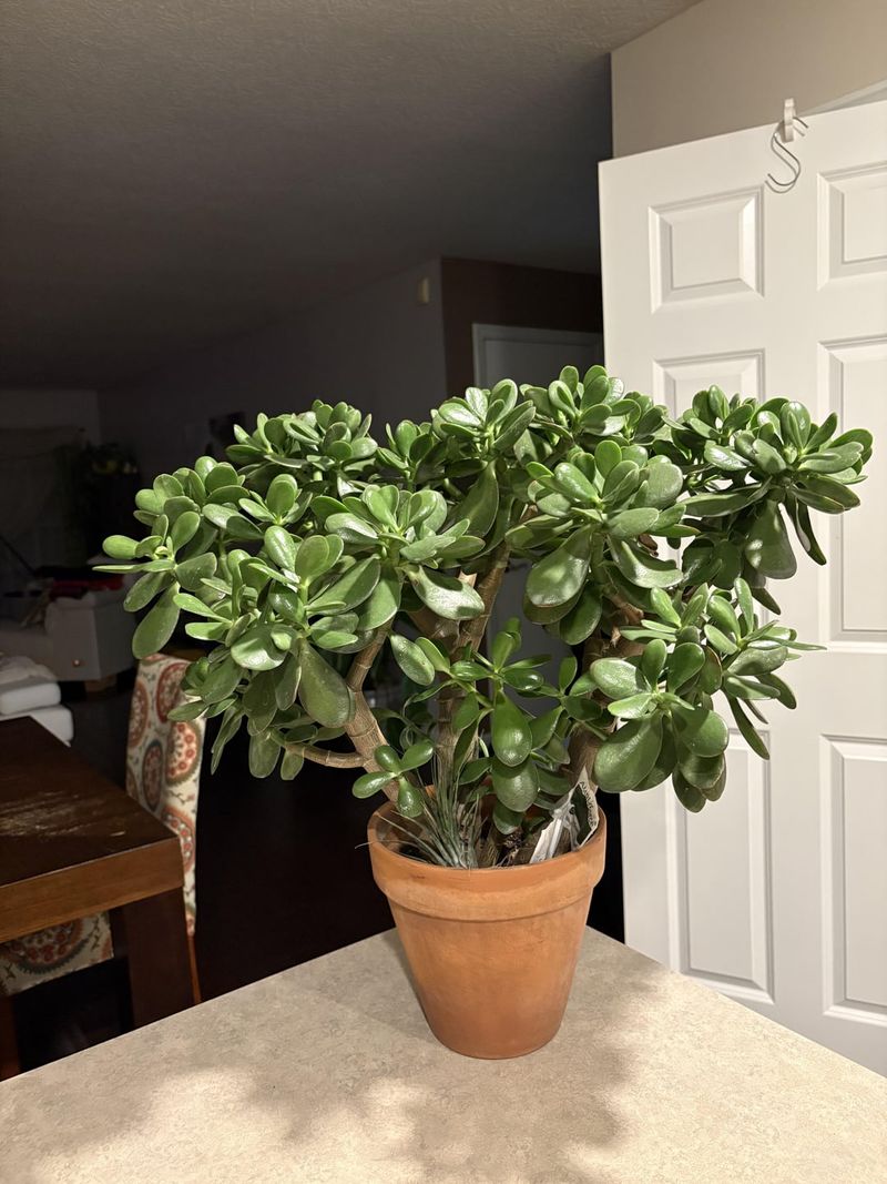 Jade Plant Thrives On Benign Neglect
