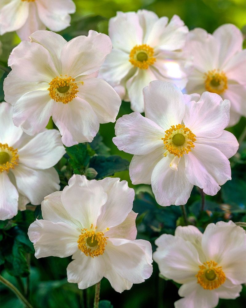 Japanese Anemone