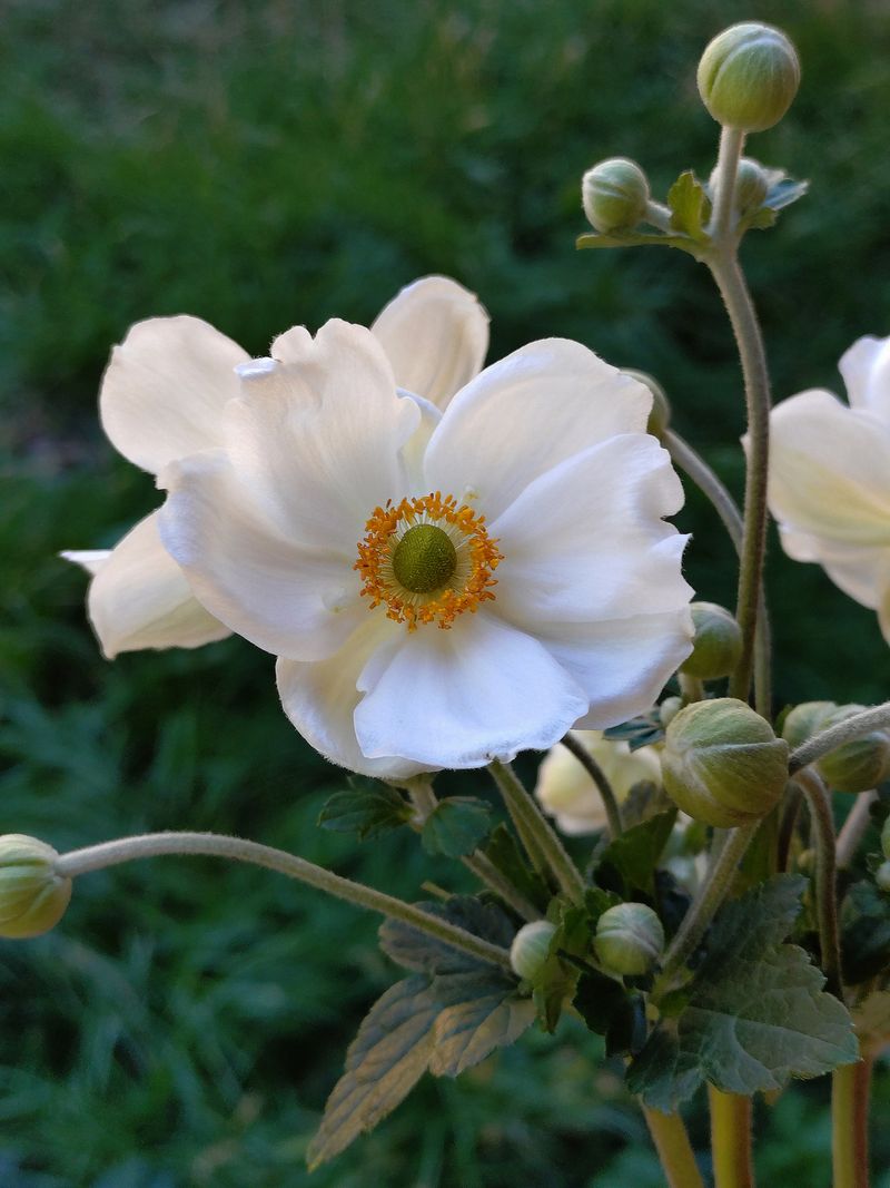 Japanese Anemone Japanese Anemone