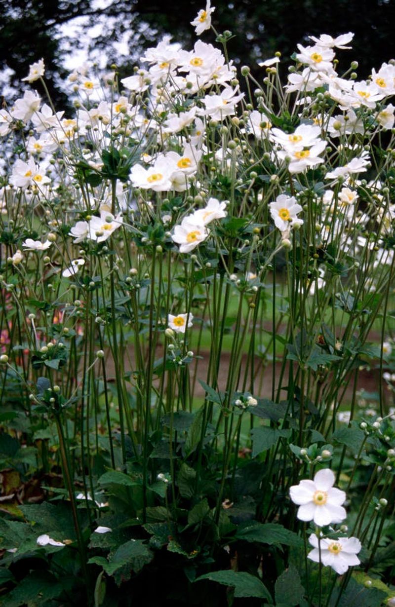 Japanese Anemone (Anemone x hybrida 'Honorine Jobert') Japanese Anemone (Anemone x hybrida 'Honorine Jobert')