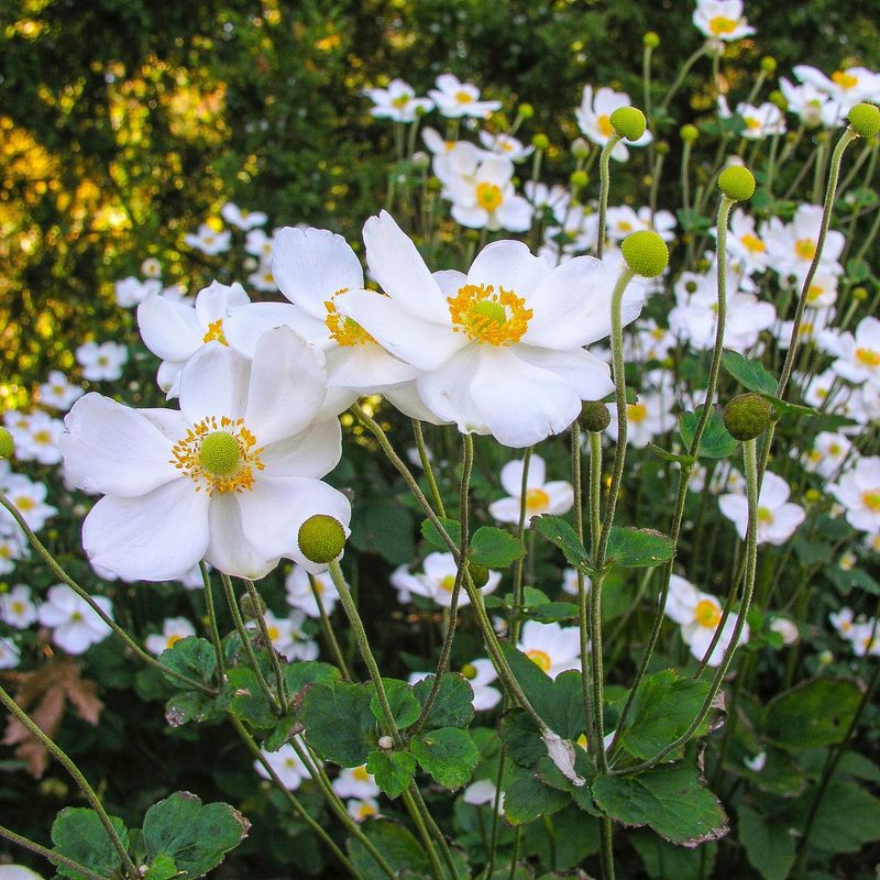Japanese Anemone Keeps Shady Borders Colorful