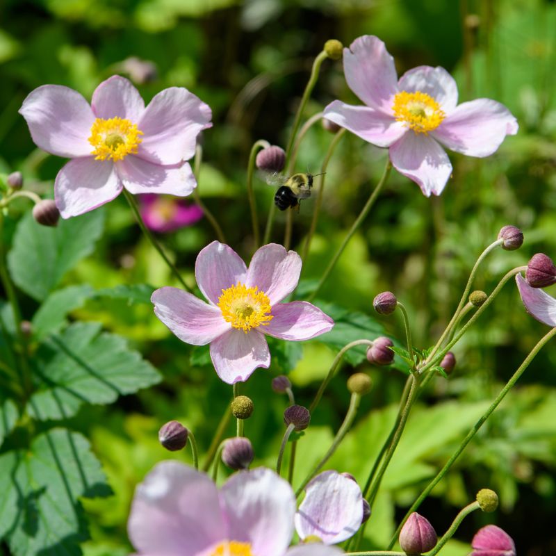 Japanese Anemone Thrives In Part Shade