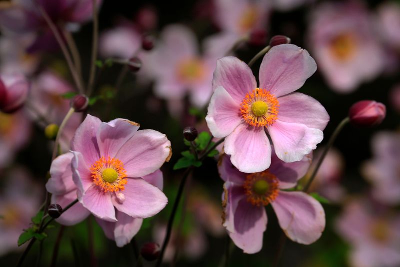 Japanese Anemones Dance In The Breeze