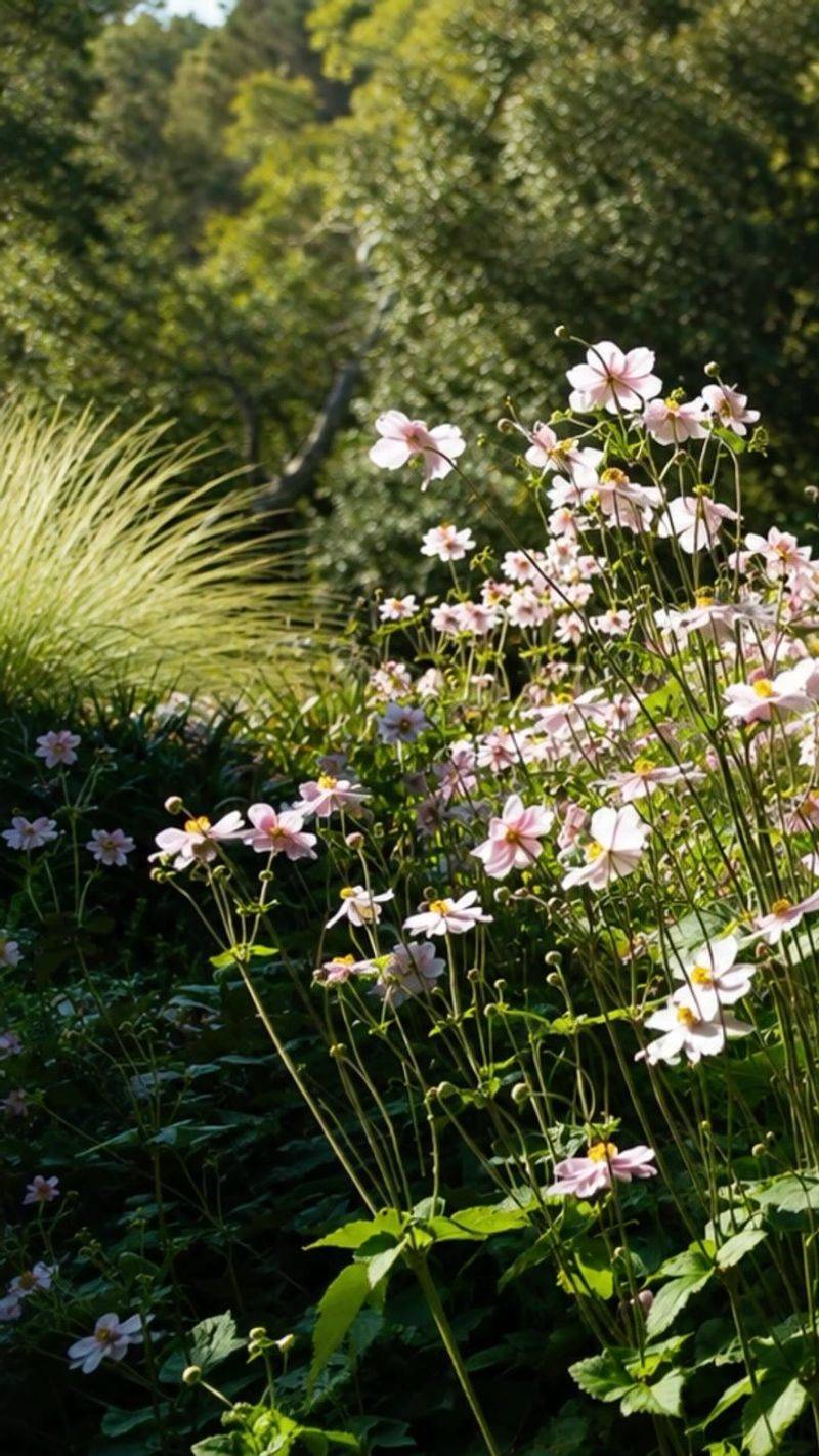 Japanese Anemones Dance In The Breeze