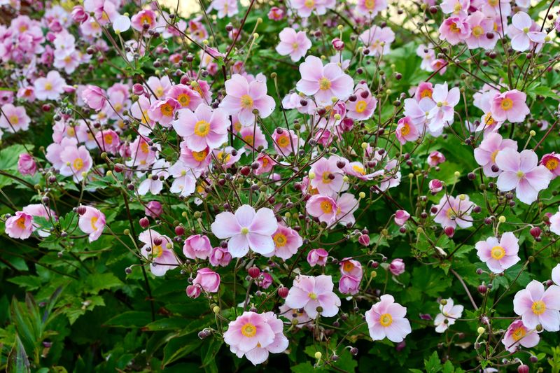 Japanese Anemones For Graceful Tall Blooms Japanese Anemones For Graceful Tall Blooms