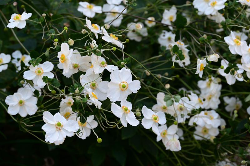 Japanese Anemones For Shady Corners Japanese Anemones For Shady Corners