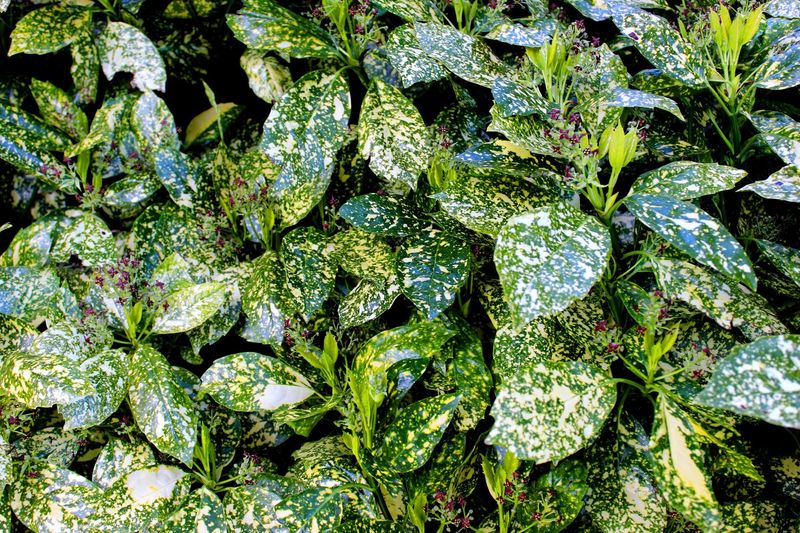Japanese Aucuba (Aucuba japonica)