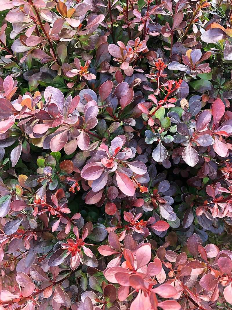 Japanese Barberry