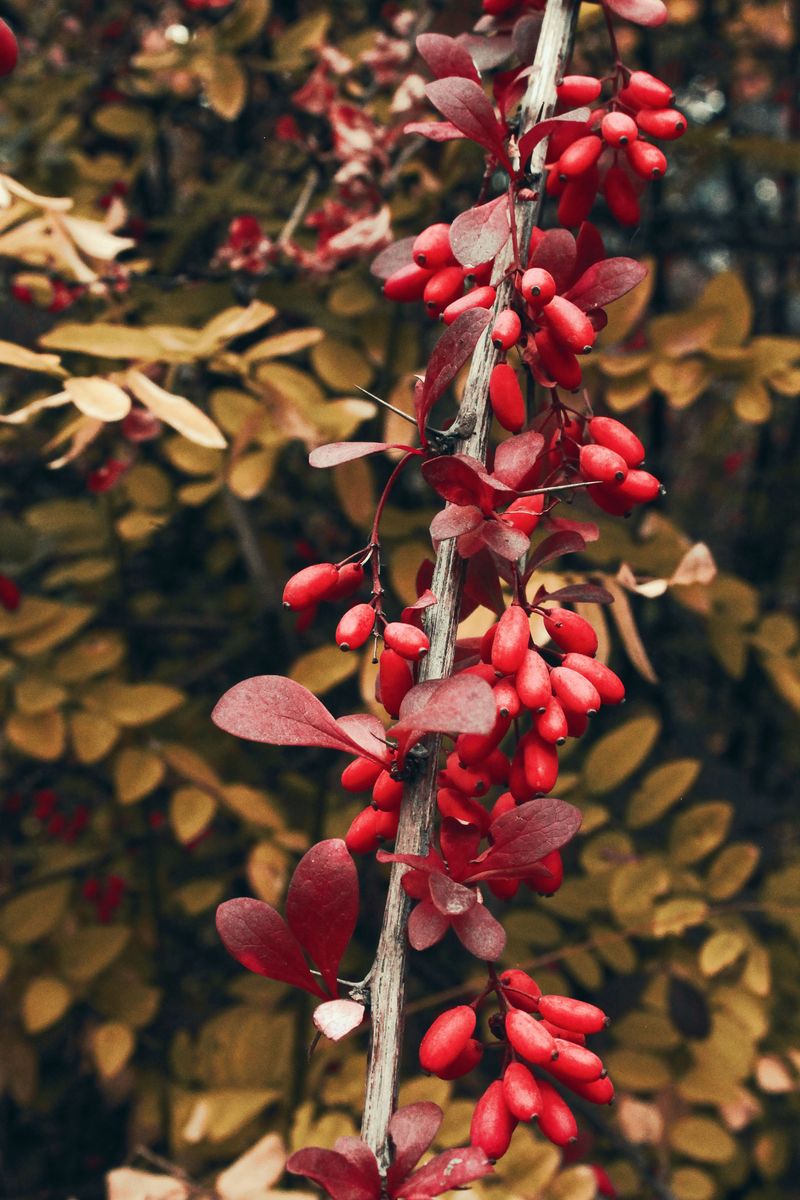 Japanese Barberry Charms With Thorns And Hides A Tick Problem