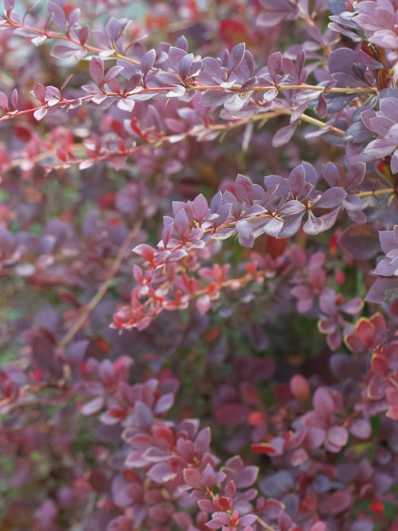 Japanese Barberry Up Close Japanese Barberry Up Close