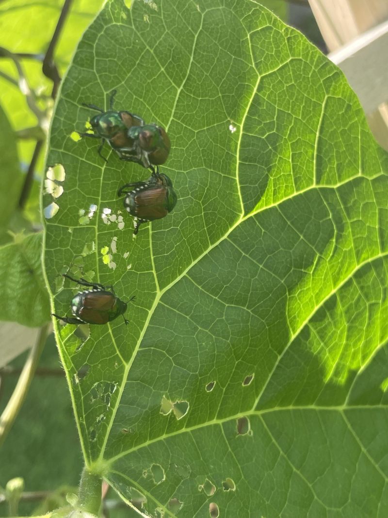 Japanese Beetle Damage Is Erasing New Flower Buds