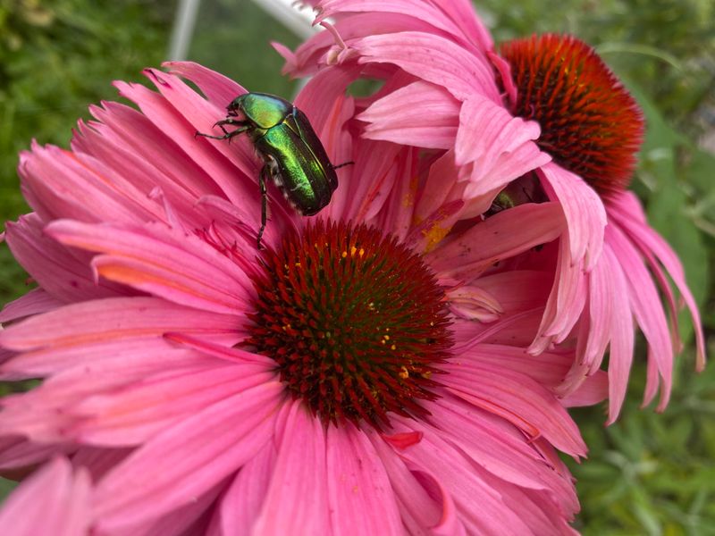 Japanese Beetles And Chewing Insect Damage Japanese Beetles And Chewing Insect Damage