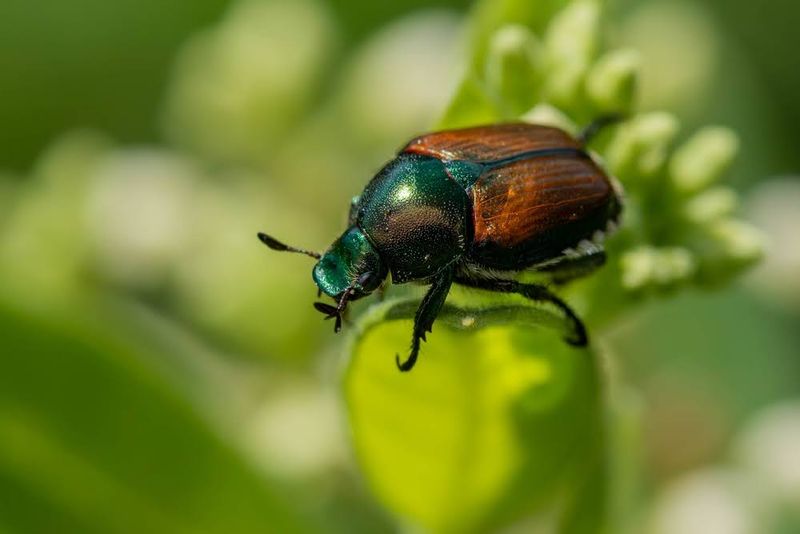 Japanese Beetles, Spider Mites, And Other Pests Move In
